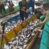 Kapuas Hulu Gelar Panen Raya Ikan, Wabup Dorong Kearifan Lokal dan Ekonomi Desa